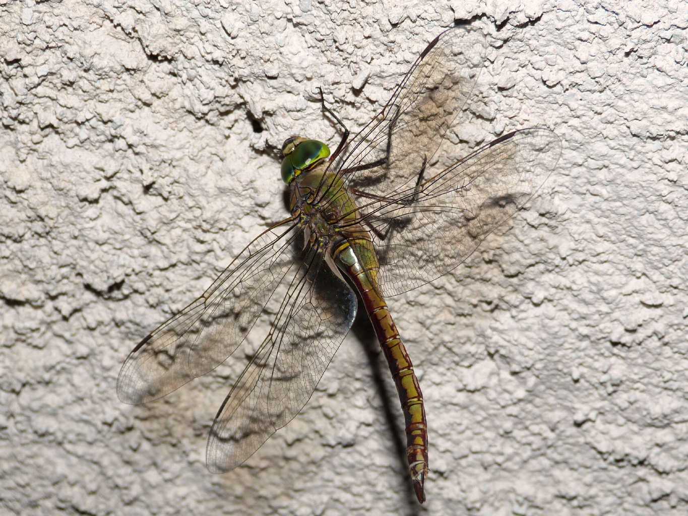 Visita notturna inattesa: Anax parthenope femmina